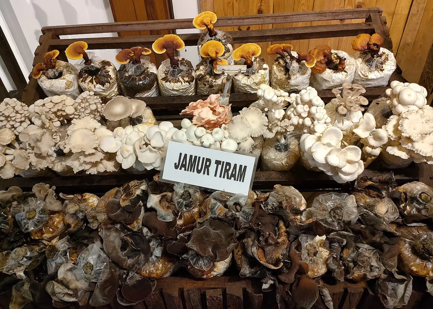 Jamur tiram hasil panen yang siap dijual, ditata bersama baglognya.